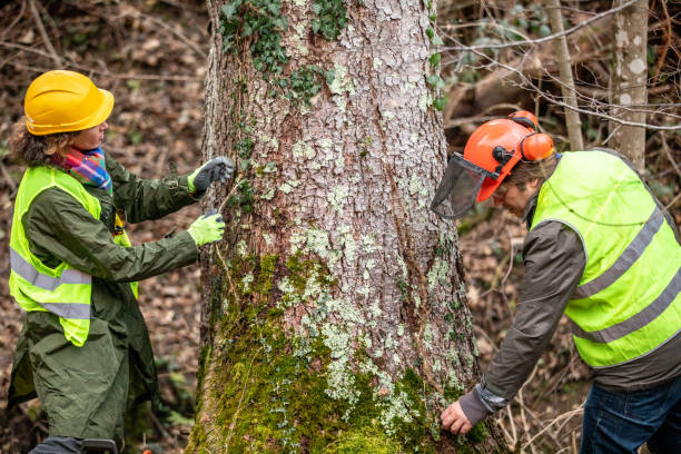 Best Tree Cabling and Bracing  in West Odessa, TX