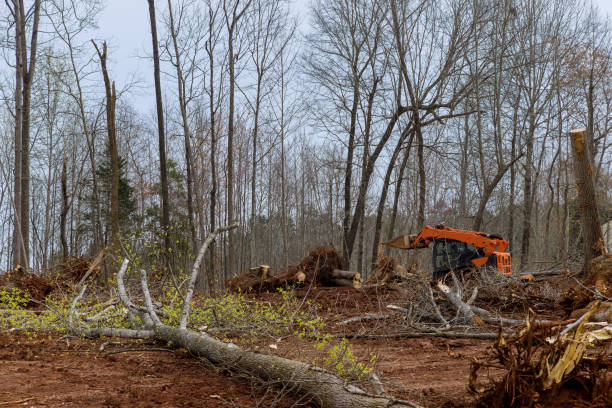 Best Tree Maintenance Programs  in West Odessa, TX