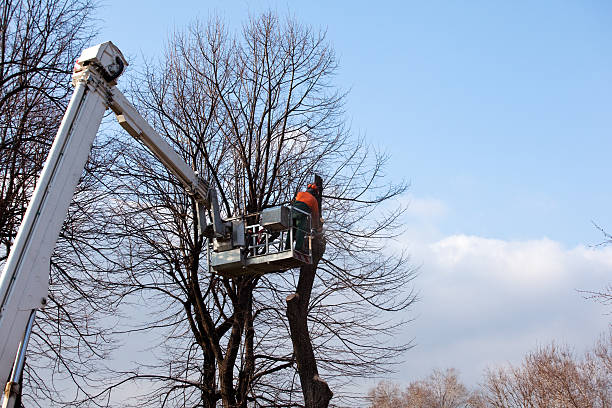 How Our Tree Care Process Works  in  West Odessa, TX